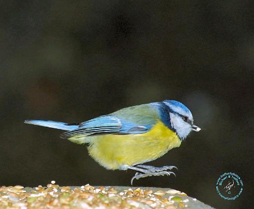 Blue Tit 8M87D-01.JPG